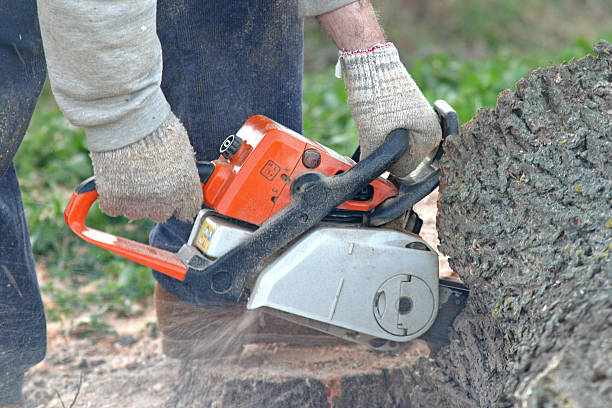 How Our Tree Care Process Works  in  Milford City, CT