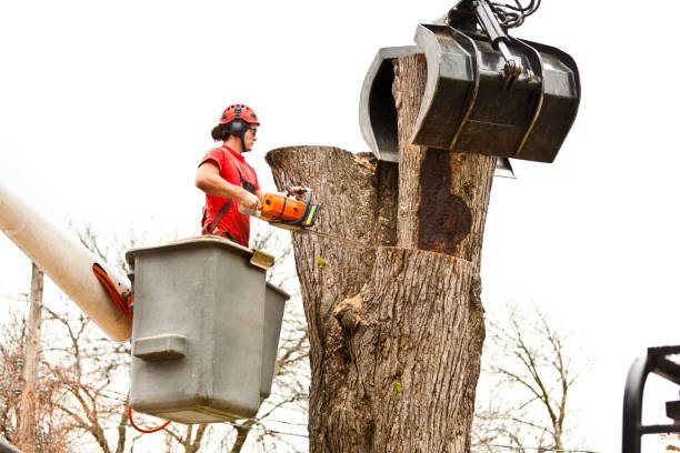 How Our Tree Care Process Works  in  Milford City, CT